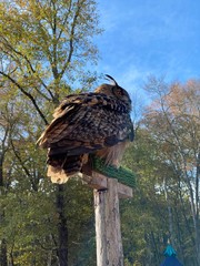 Old Owl on Perch Staring into Distance
