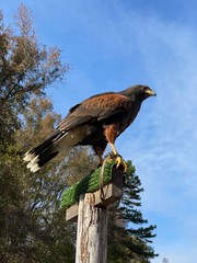 Side Profile of Harris Hawk on Wooden Perch 