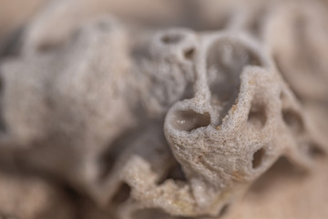 coral Skeleton texture
