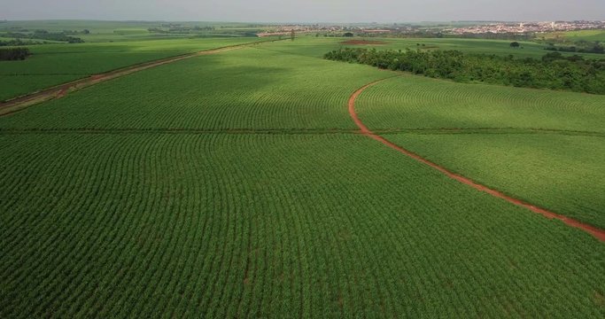 Aerial scenes of a beautiful soy plantation, also known as soybean and Chinese bean, is a plant belonging to the Fabaceae family, which also includes plants such as beans, lentils and peas.Aerial.