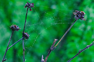 woven web in dew drops on dry stems of plants in the Caucasus mountains on a green background. focusing on the web