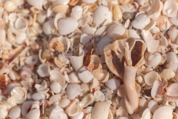 seashells on sand