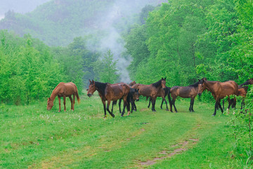 herd of horses grazing on a green meadow in the Caucasus mountains