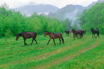 Fototapeta na wymiar herd of horses grazing on a green meadow in the Caucasus mountains