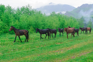 Naklejka na ściany i meble herd of horses grazing on a green meadow in the Caucasus mountains