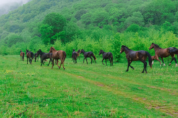 Obraz premium herd of horses grazing on a green meadow in the Caucasus mountains