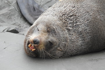 seal