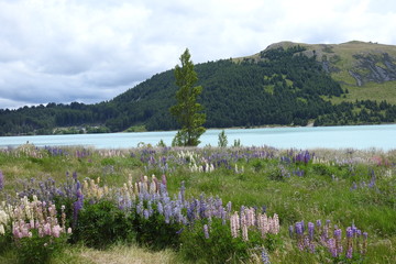 lake in the mountains