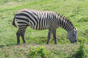Fototapeta na wymiar zebra eating green grass in the Savannah