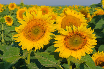 yellow sunflowers in a field in summer against a blue sky. focus on sunflower