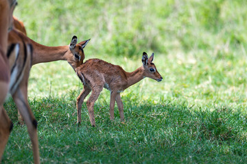 Baby Gazelle that is only a few hours old
