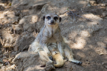 Picture of a young meerkat Suricata in Lisbon zoo looking at the camera