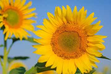 yellow sunflowers in a field in summer against a blue sky. focus on sunflower