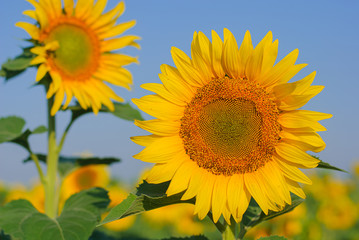 yellow sunflowers in a field in summer against a blue sky. focus on sunflower