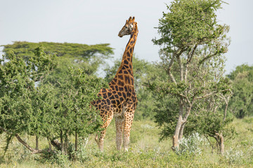 Giraffe standing among the trees in Africa