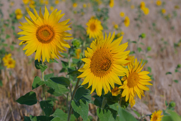 yellow sunflowers in a field in summer against a blue sky. focus on sunflower
