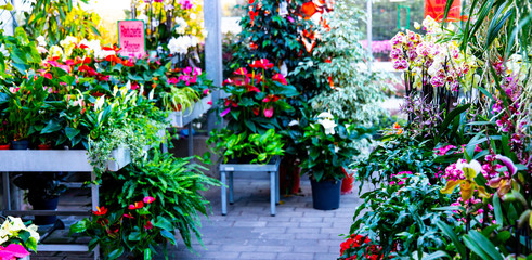 Garten Center Blumen Pflanzen Bäume Strauss flowers garden spring Frühling