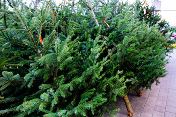 Weihnachten Tannenbäume Bäume Weihnachtsbaum Baumverkauf grün green christmas tree