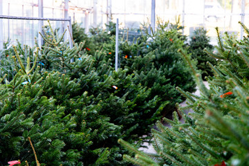 Weihnachten Tannenbäume Bäume Weihnachtsbaum Baumverkauf grün green christmas tree