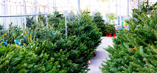 Fototapeta premium Weihnachten Tannenbäume Bäume Weihnachtsbaum Baumverkauf grün green christmas tree