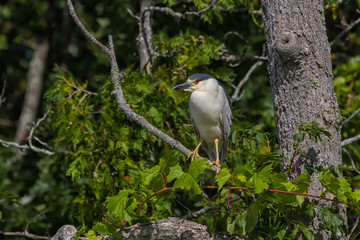 Black-crowned Night Heron perched in a tree. 