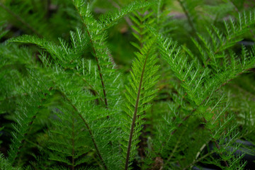 Background of achillea millefolium fresh leaves 