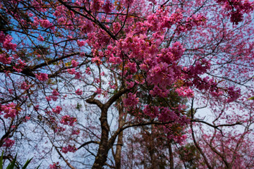 cherry tree in blossom