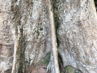 The roots of forest trees.