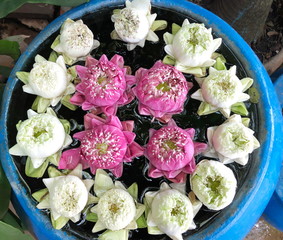 Lotus flower white and pink floating in a big jar.