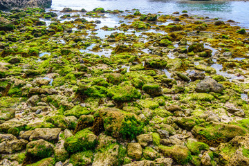 Mossy coral rock by the beach