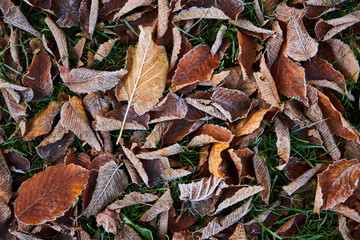 many frosty autumn leafs on the ground