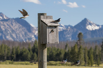 Nesting Tree Swallows II