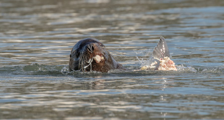 Sea Lion Feasting on Sturgeon