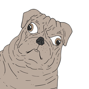 funny serious dog