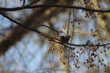American Robin