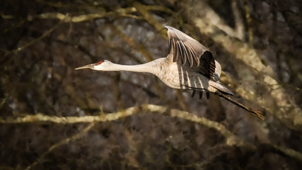 Crane in Flight