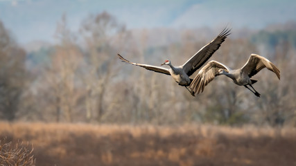 Crane Pair Flying