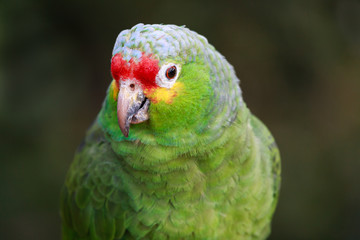 Red-Lored Amazon Parrot in a Costa Rica Tropical Rainforest. Also Known as the Rainbow Toucan