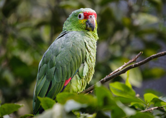 Red-Lored Amazon Parrot in a Costa Rica Tropical Rainforest. Also Known as the Rainbow Toucan