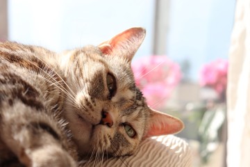 香り桜と猫アメリカンショートヘアー