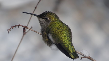 Snowy Hummingbird