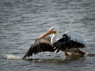 pelican on the water