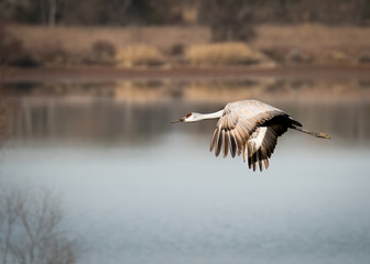 In Flight