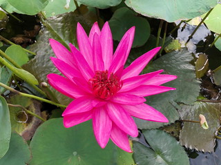 Beautiful pink waterlily or lotus flower in pond.