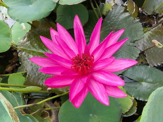 Beautiful pink waterlily or lotus flower in pond.