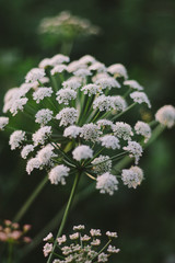 Plantas flores