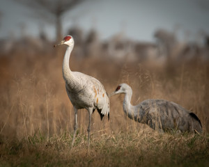 Sandhill Crane