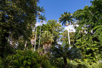 Fototapeta na wymiar tropical path