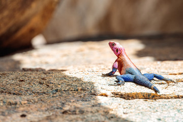 Selective focus shot of  red-headed rock agama on the ground