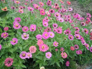 pink flowers in the garden